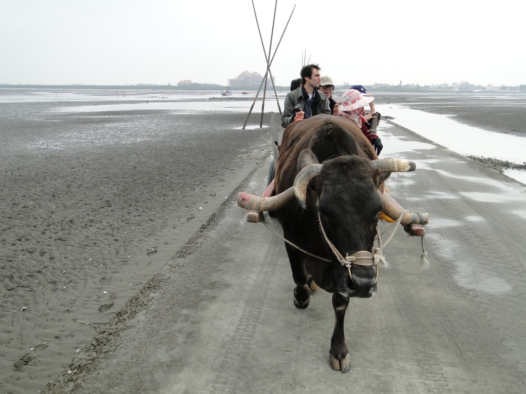 Ochsenkarren im Wattenmeer vor Taiwan