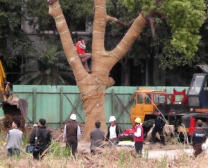 Green Party protest tree removal
