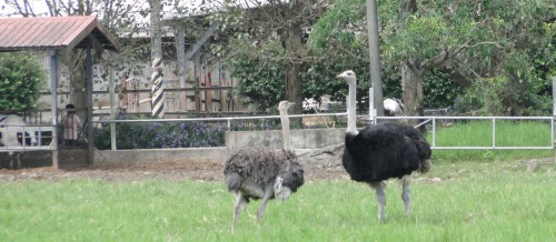 Ruisui Farm Ostriches Taiwan
