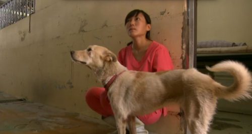 Tierärztin Chien mit Hund