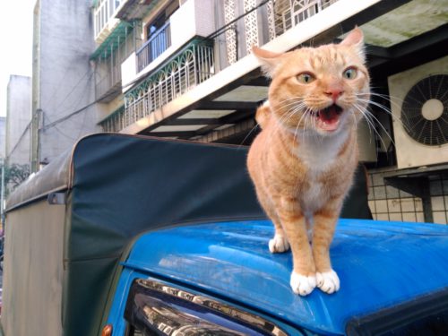 Cat in Taiwan
