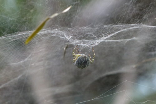Fat spider web