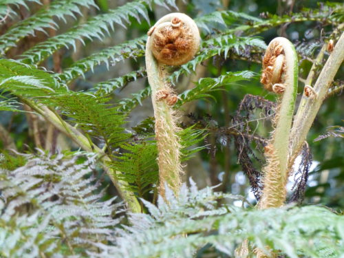 Rolled-up fern fronds