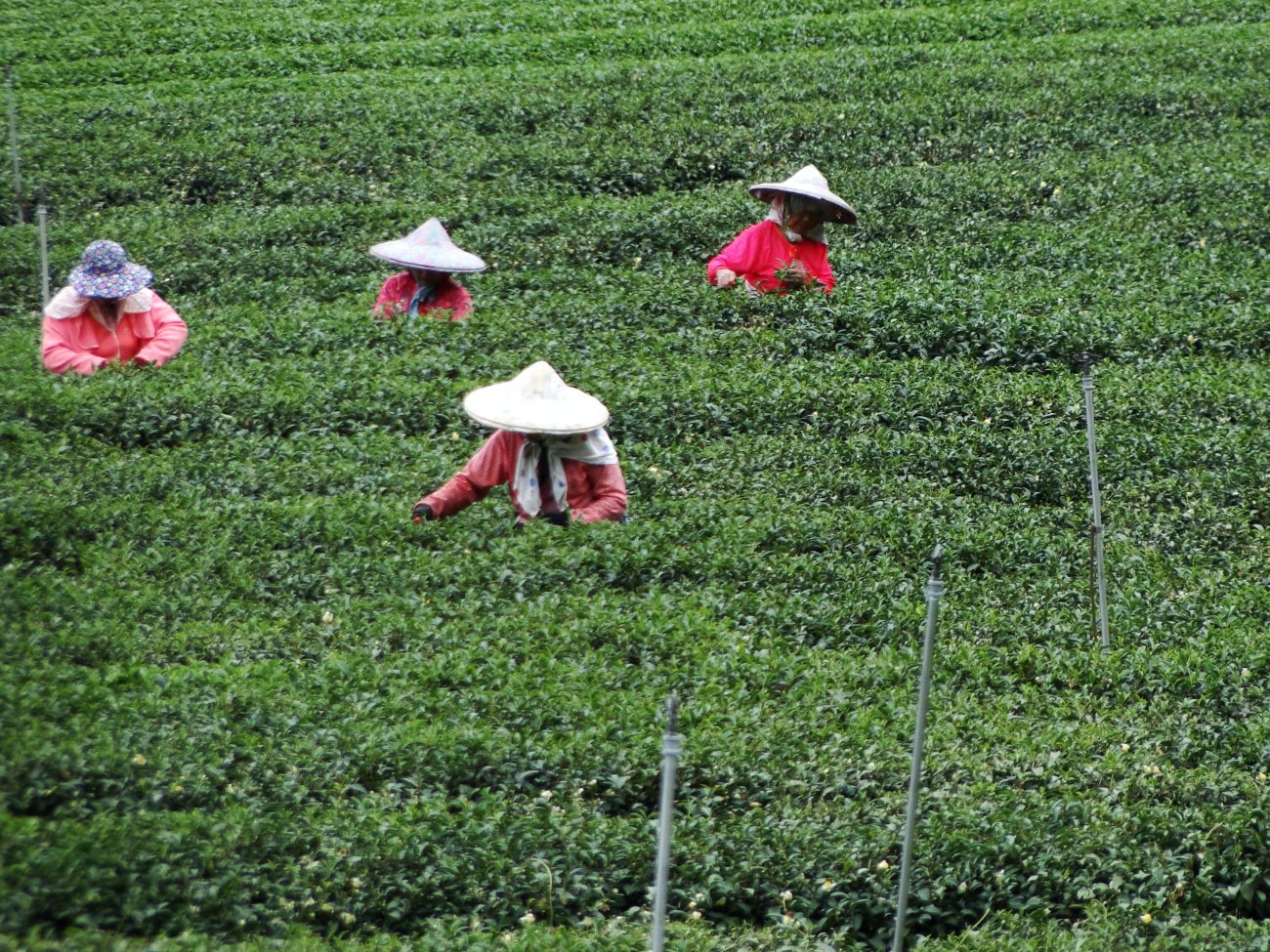 Tee Ernte Taiwan Teeberge